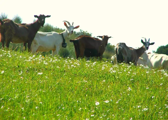 Agriturismo i Moresani